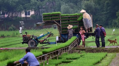 People load trays of rice seedlings for transplantation onto a vehicle at a field in Jinhua, Zhejiang province, China. Reuters