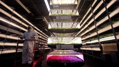 A new wave of vertical farms, using similar techniques to this one in New Jersey, America, will soon be springing up in Dubai. REUTERS.
