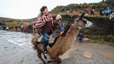 Lama racing in Salcedo, Cotopaxi province, Ecuador. EPA