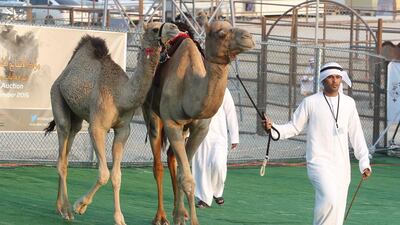 The festival featured 103 camel beauty competitions, including the first exclusively for Emirati owners. Photo courtesy TCA