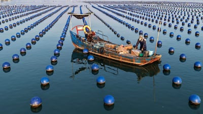 A worker carries out maintenance at an abalone farm in Guanwu village, in eastern China's Fujian province. AFP