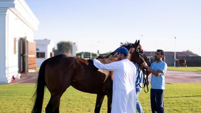 Salem bin Ghadayer and his team inspect a horse at Fazza Racing Stables. Reem Mohammed / The National