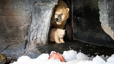 A polar bear cub gets out for the first time of the cave with its mother at the Copenhagen Zoo in Copenhagen, Denmark. EPA