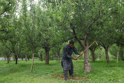 A Kashmiri orchard worker in India. Food prices are expected to rise across the globe. EPA