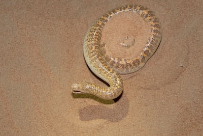 A sand boa snake, which is typical of the sandy areas. Photo: Dr Gary Brown