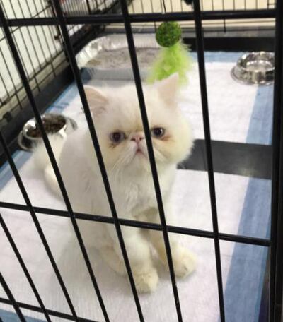 Amar is one of the cats up for adoption. Courtesy Adopt-a-Cat