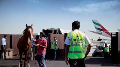 Dubai World Cup horses arriving in the UAE by air. Courtesy Emirates