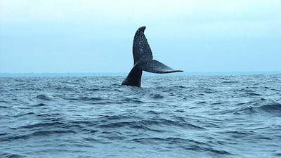 6 Gabon 7.3% growth. A small west African country with a population of just 1.6 million, Gabon boasts numerous national parks and has been a relative oasis of stability in the region. iStock photo