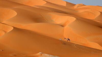 A man walks with his camel across the Liwa desert during the festival.