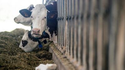 A decade-long surge of the potent greenhouse gas methane threatens to make the fight against global warming even harder, top researchers warned on December 12, 2016. A likely culprit, the study concluded, is livestock production and agriculture (especially rice paddies), which together account for nearly two-thirds of manmade methane emissions. Sebastien Bozon / AFP