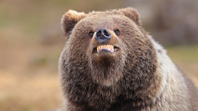 Smile, you're being photographed by Valtteri Mulkahainen was also Highly Commended. Photo: Valtteri Mulkahainen / Nikon Comedy Wildlife Awards