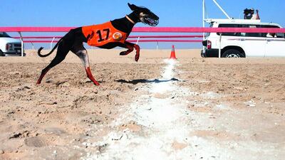 A racing Saluki in action. Lee Hoagland / The National