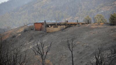 Trees and wildlife were destroyed in the fire at Ben Douala near Tizi Ouzou.
