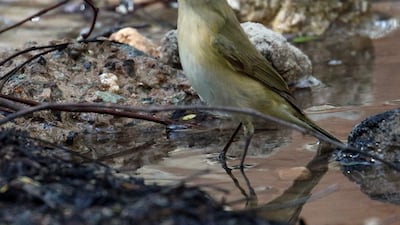 A common chiffchaff makes the most of a leaking irrigation pipe. Photo: Oscar Campbell