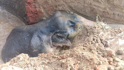 The elephant was gradually able to walk free through a channel cut into the well.