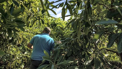 Joaquin Montes walks through his avocado plantation near Almuñecar, where he has been producing the fruit for commercial export for over 30 years. Kira Walker for The National