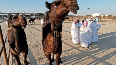 The Al Dhafra Festival features a variety of heritage events including a camel beauty contest. Christopher Pike / The National