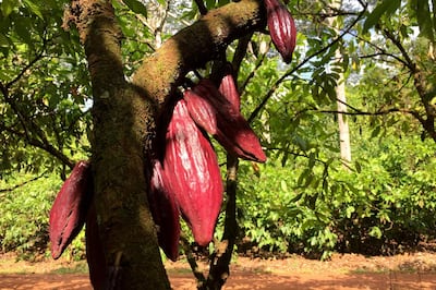 A cocoa tree bearing fruit at a farm in Medicilandia, Para state, Brazil. Marcelo Texeira/Reuters