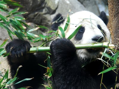 More than 200 million people participated in the naming process for Tai Shan the giant panda. Photo: Wikimedia Commons