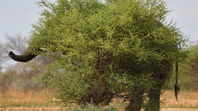 Staffan Widstrand from Sweden won the bronze in the Behaviour - Mammals category. He took a picture of an African Savannah Elephant at Marakele National Park in South Africa