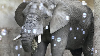 Leon, an elephant, is seen amidst soap bubbles during a ceremony to celebrate its 19th birthday at a zoo in Warsaw, Poland. euters