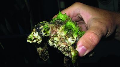 The most common injuries and illnesses are intestinal impaction, barnacle build-up and injuries caused by jet skis, boats and entanglements with fishing nets. The animals are known as opportunistic feeders, meaning that they will eat virtually anything they come across. Courtesy DTRP