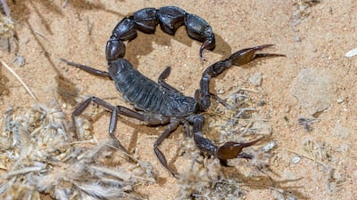 Instead of immediately trying to remove or kill an animal, like a scorpion, it is recommended to first try and allow it to leave on its own. Getty Images