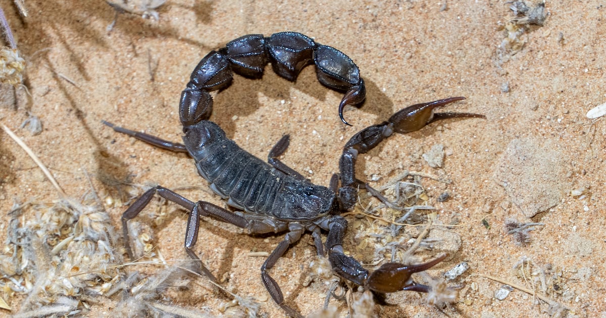 Snakes, scorpions and spiders: What to do if you encounter them in the UAE