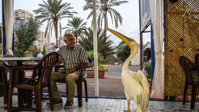 Ali Bazzi, a customer at Abou Mounir Fish cafe, smiles at Ovi the Pelican as he waddles past on his way out. Elizabeth Fitt for The National