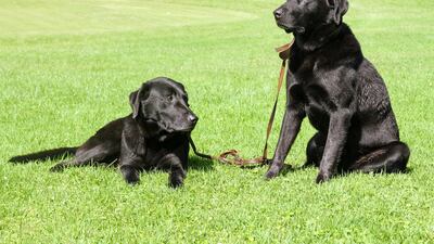 Resident canines Tusker and Grammy at at Fairmont Mount Kenya.
