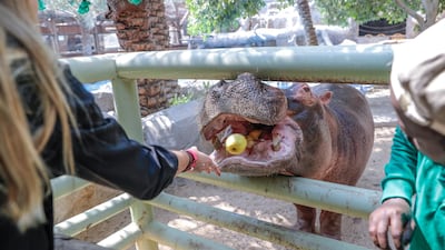 Guests at Emirates Park Zoo can also feed Otto the hippo. Victor Besa/The National