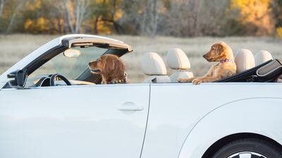 Highly Commended: 'Hold On Tight We're Running Late' by Karen Hoglund.