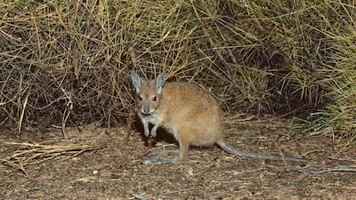 Mala or Rufous hare-wallaby. Getty Images