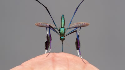 'Beautiful Bloodsucker' by Gil Wizen (Israel / Canada). Category: Highly commended, Behaviour: Invertebrates. Photo: Natural History Museum