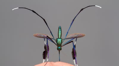 The woman's diagnosis was made by the UK’s Rare Imported Pathogens Laboratory when she visited an emergency department after returning home. Photo: Gil Wizen