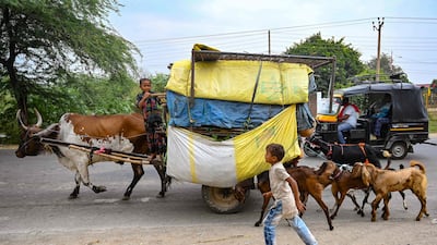 Nomads from the Indian state of Rajasthan travel in a bullock cart along with their cattle on the outskirts of Amritsar. AFP