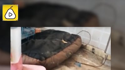 Influencer Lisa Li's landlord exposed her for living in squalor. Screengrab / Courtesy pearvideo.com