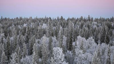 Frosty treetops during an early afternoon twilight at the Esrange Space Centre, in the north of Sweden. AFP