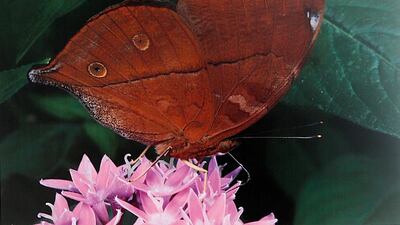 Satish Kumar / The National