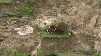 In this image made from video, three cows are stranded on an island of grass in a paddock that had been ripped apart following an earthquake near Kaikoura. Newshub via AP