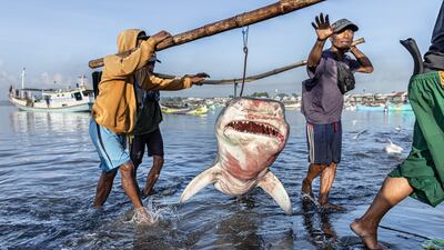 Robert Marc Lehmann won the Save Our Seas Marine Conservation Photographer of the Year 2025 for this photo of a tiger shark. Robert Marc Lehmann / UPY 2025