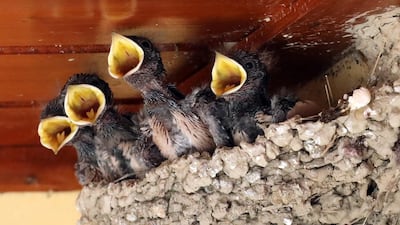 Four young swallows shout for food while sitting on the nest of a house terrace in Nicosia, Cyprus. EPA