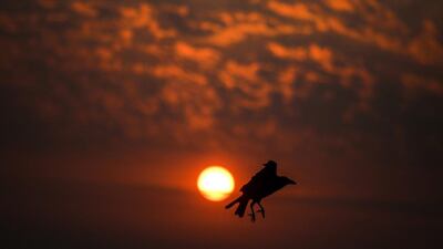 A crow flies during the twilight hour in Mumbai. Divyakant Solanki / EPA