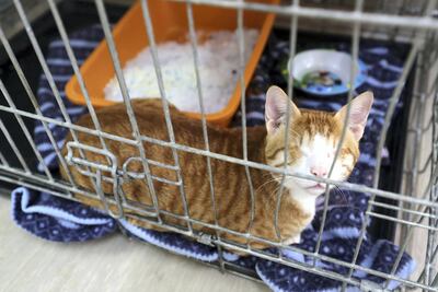 The centre's clinic treats and neuters sick cats. Chris Whiteoak / The National