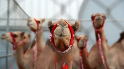 Camels waiting for auction at the Abu Dhabi International Hunting and Equestrian Exhibition last year in the capital Pawan Singh / The National