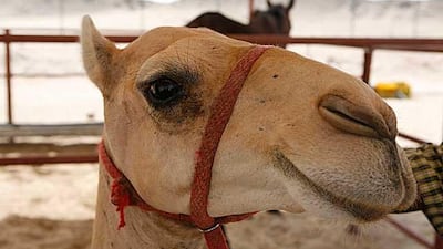 Hey, How Ya Doin? Taken by Asmaa Al Hameli