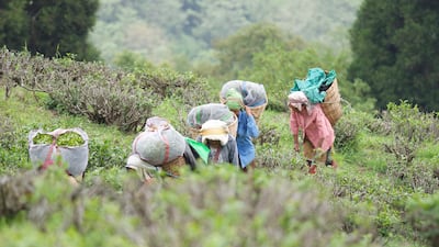Workers at Happy Valley Tea Estate in Darjeeling, West Bengal, India