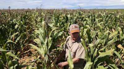Rows of corn at a farm near Lichtenburg, South Africa. Communities across the continent rely on agriculture for their livelihood. Reuters