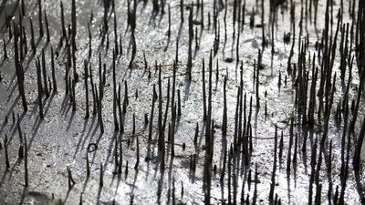 The mangroves in Abu Dhabi span 77 square kilometres – about the area of the Palm Islands in Dubai – covering 547 kilometres of the emirate’s coastline. Lee Hoagland / The National