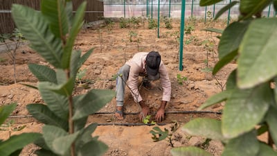 A fig farm in Ras Al Khaimah is using breathable sand, a technology that can boost farming in the desert. All photos: Antonie Robertson / The National